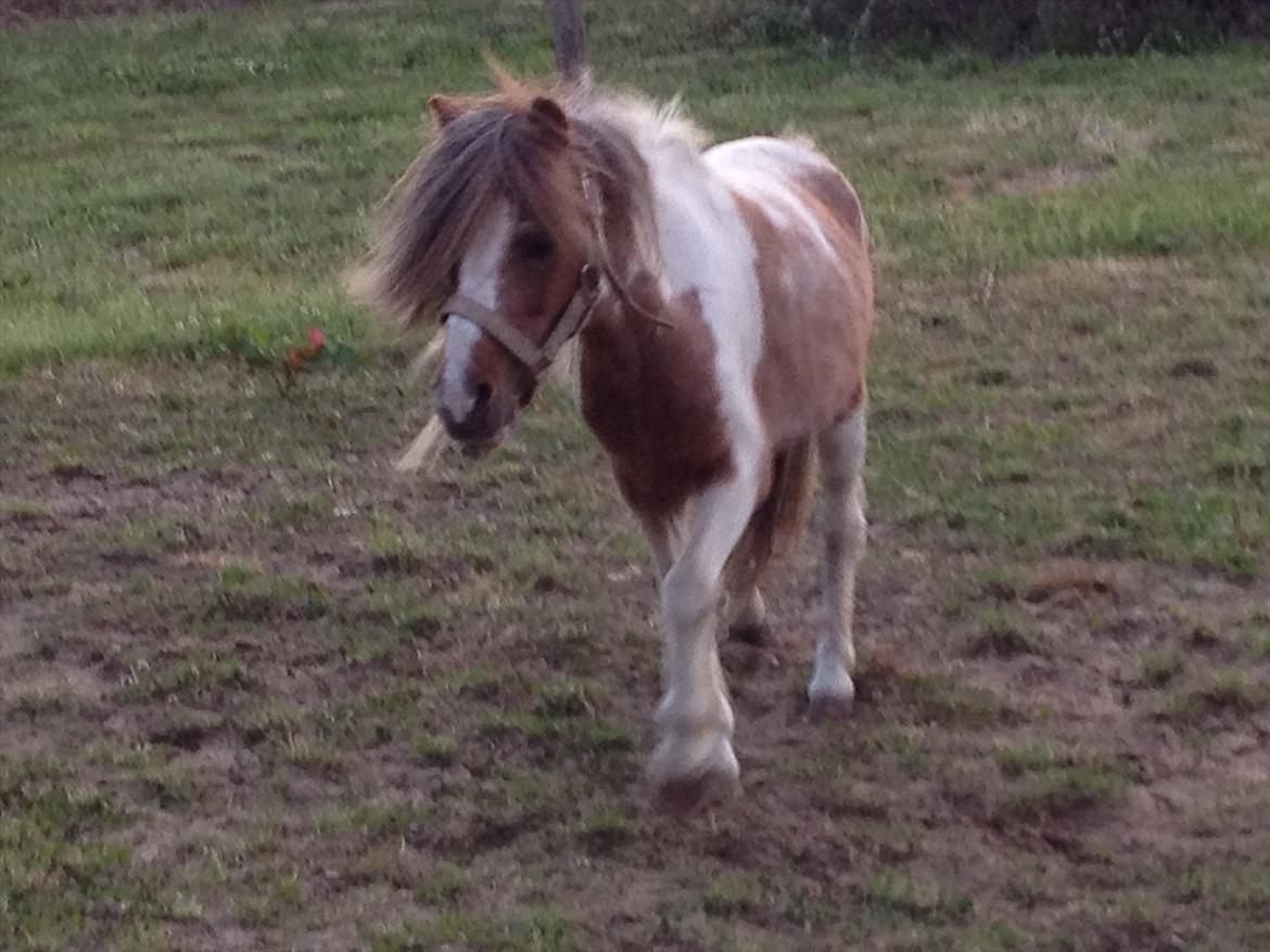 Anden særlig race bandit billede 4