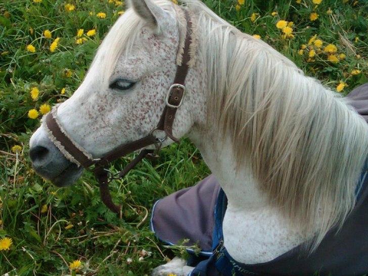 Arabisk fuldblod (OX) Isan - Da isan ikke ville rejse sig O.o  billede 18