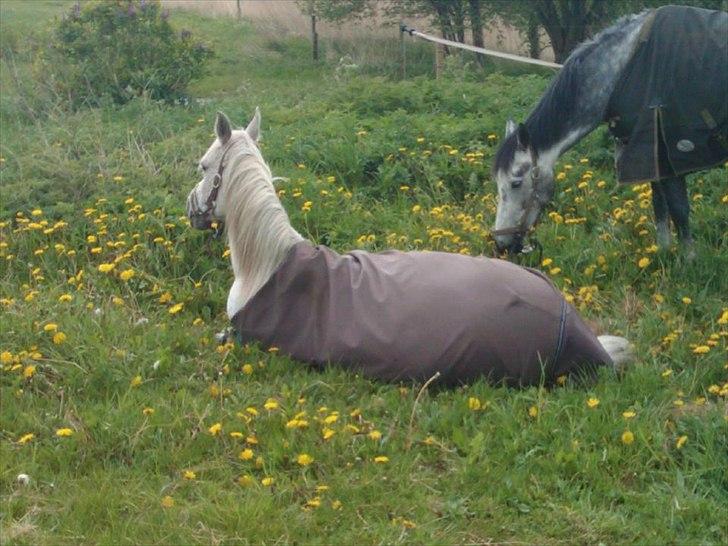 Arabisk fuldblod (OX) Isan billede 5