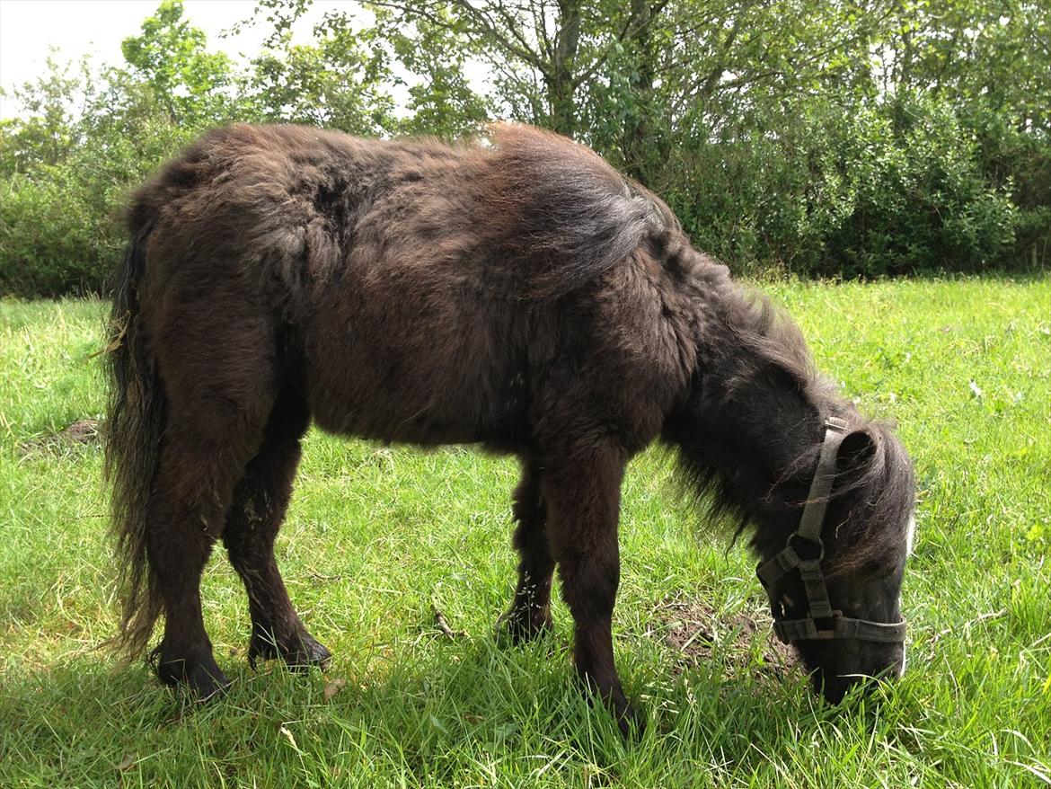 Anden særlig race Bella billede 5