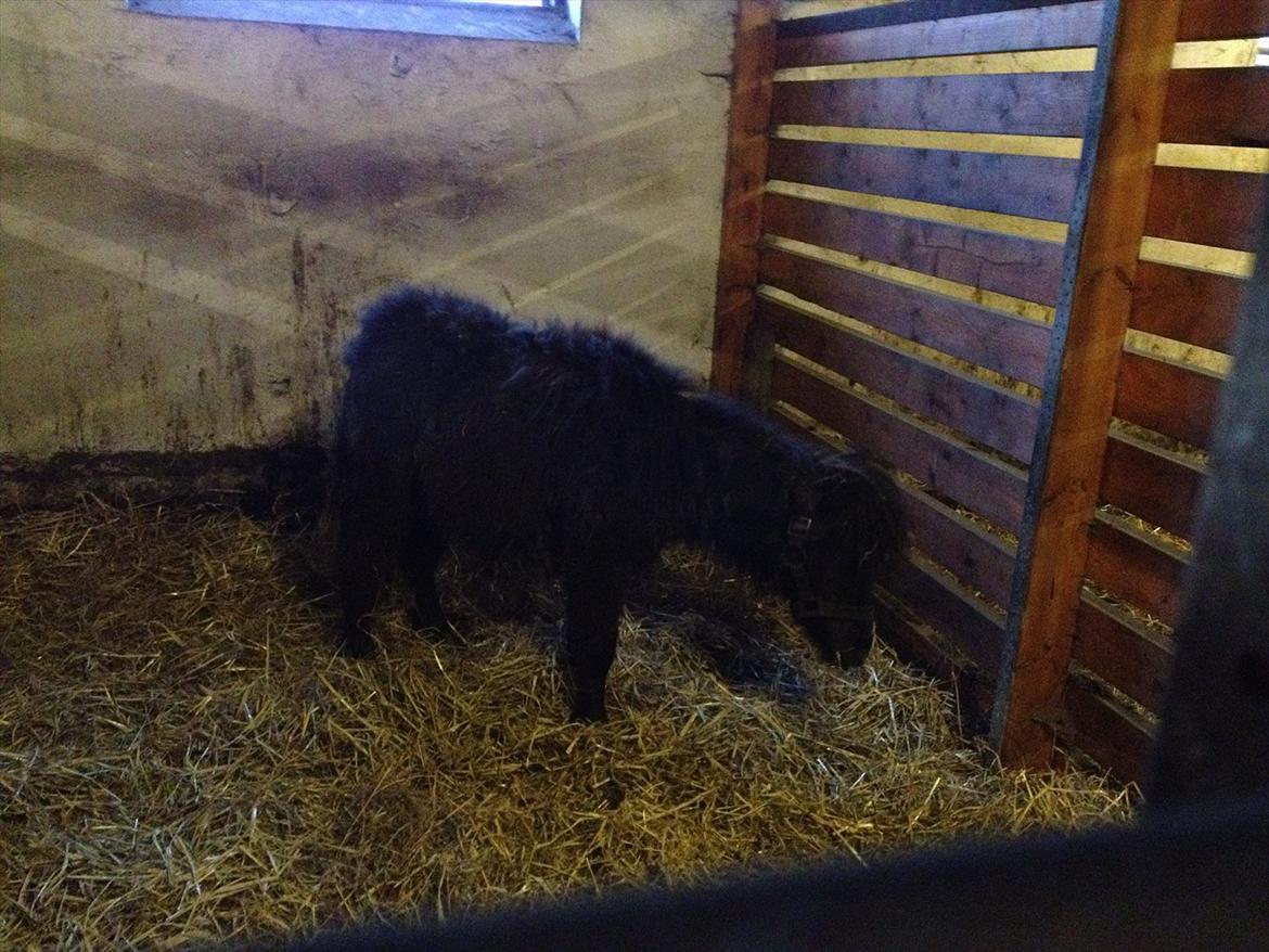 Anden særlig race Bella - billedet er taget samme aften jeg fik hende d. 7 juni billede 6