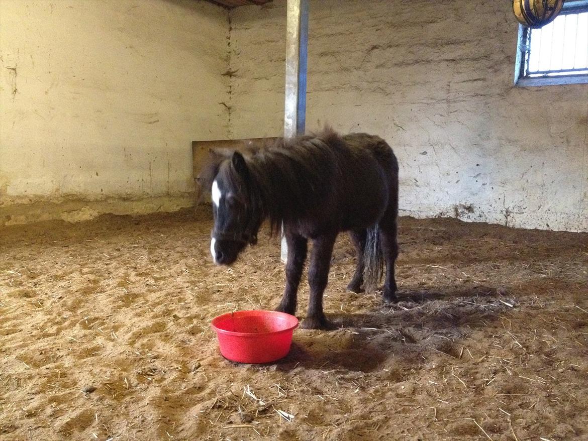 Anden særlig race Bella billede 7