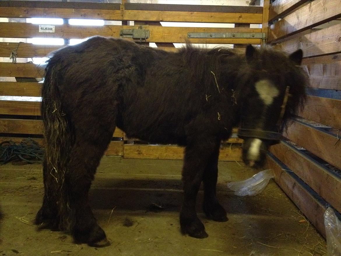 Anden særlig race Bella billede 8