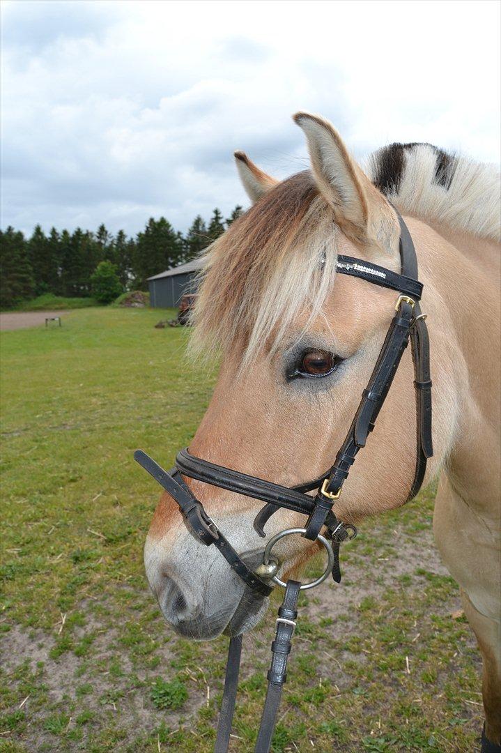 Fjordhest Isafjords malin (Marlin)*min lille pony<3* - Velkommen til Marlles profil:) billede 1