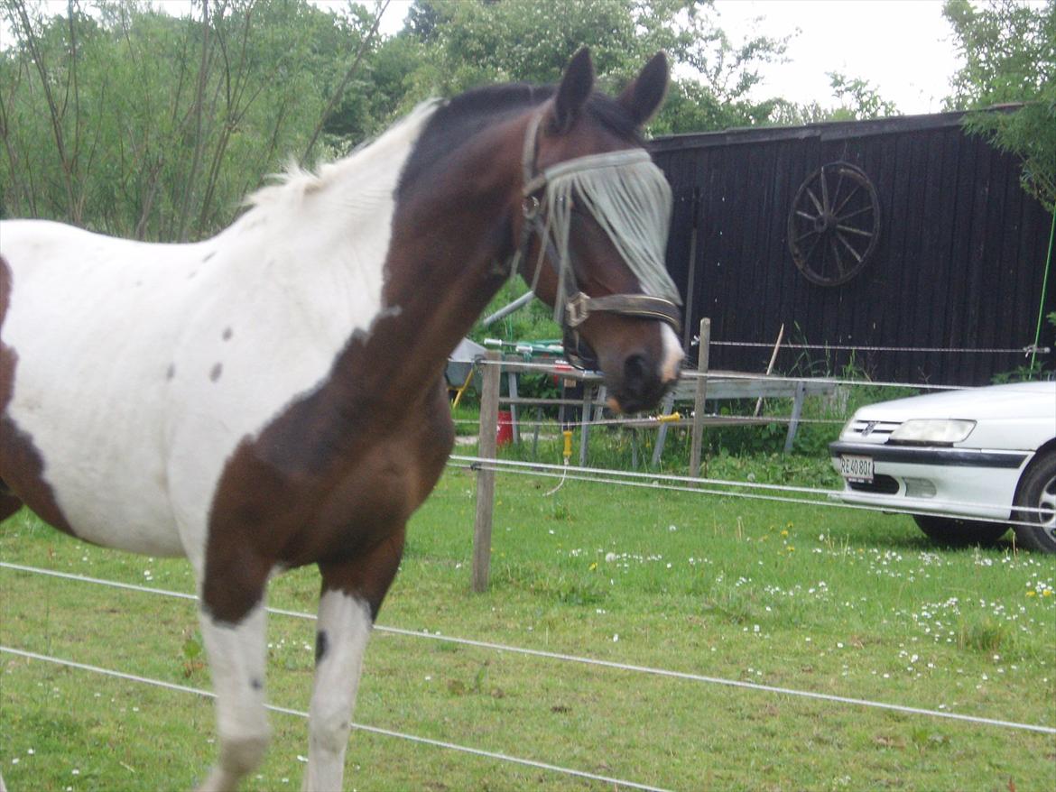 Paint Cosmo. mit hjerte barn  - flotte fyr billede 20