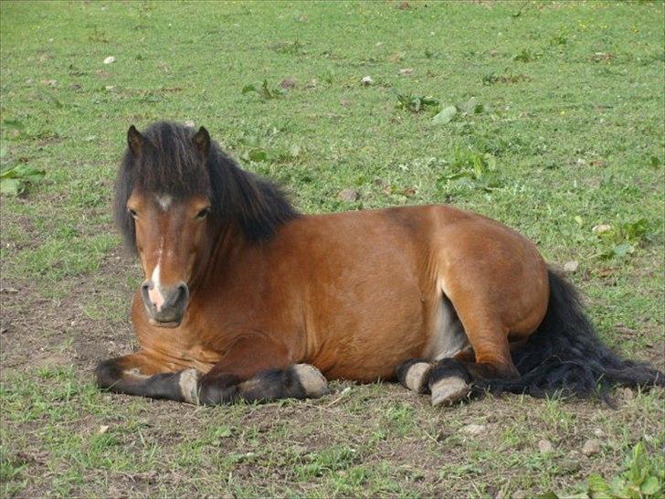 Shetlænder Bruno billede 2