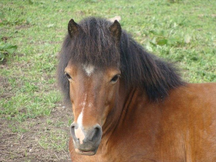 Shetlænder Bruno billede 1