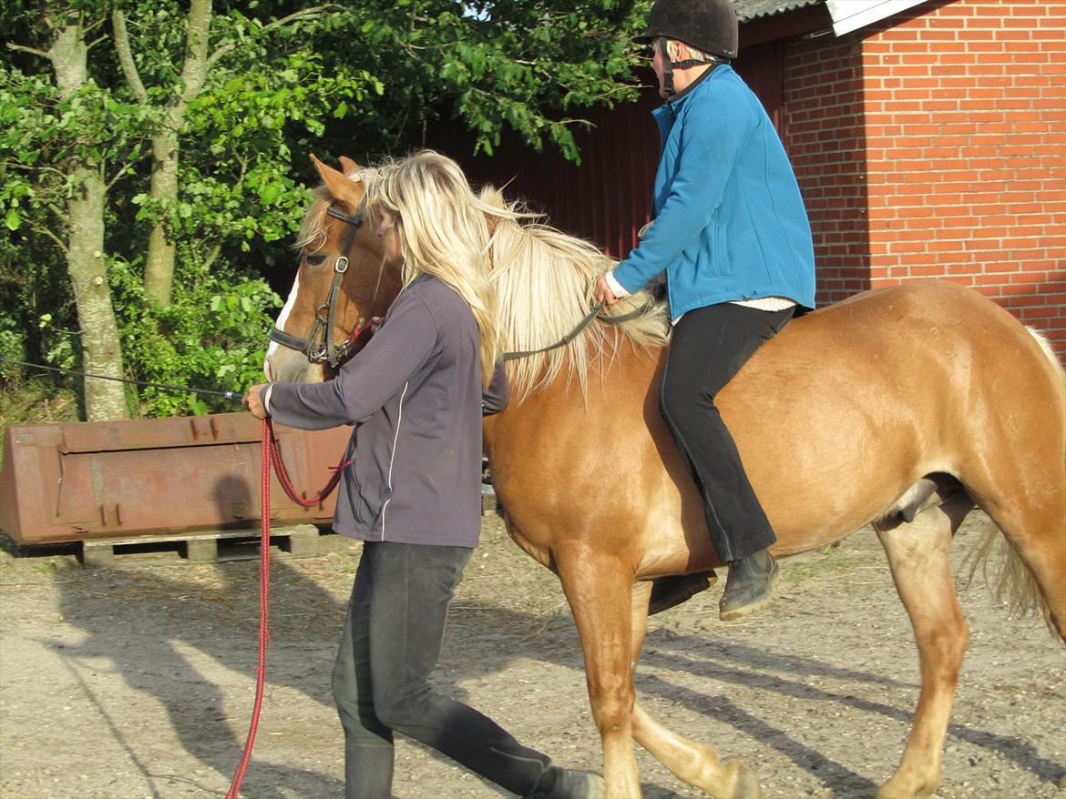 Haflinger Adonis - Tur træning med Mia Lykke Nielsen billede 10