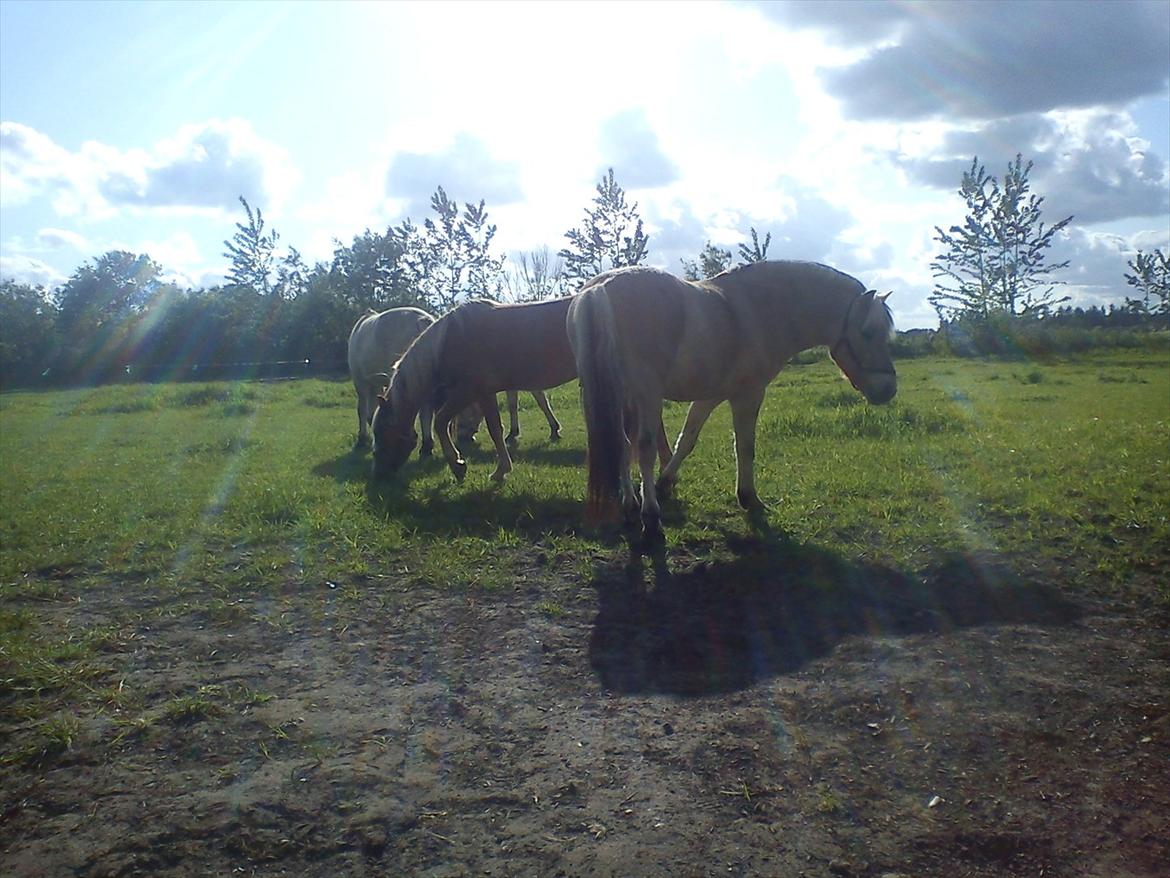 Haflinger Adonis - Adonis - Vonge Hestepension billede 12
