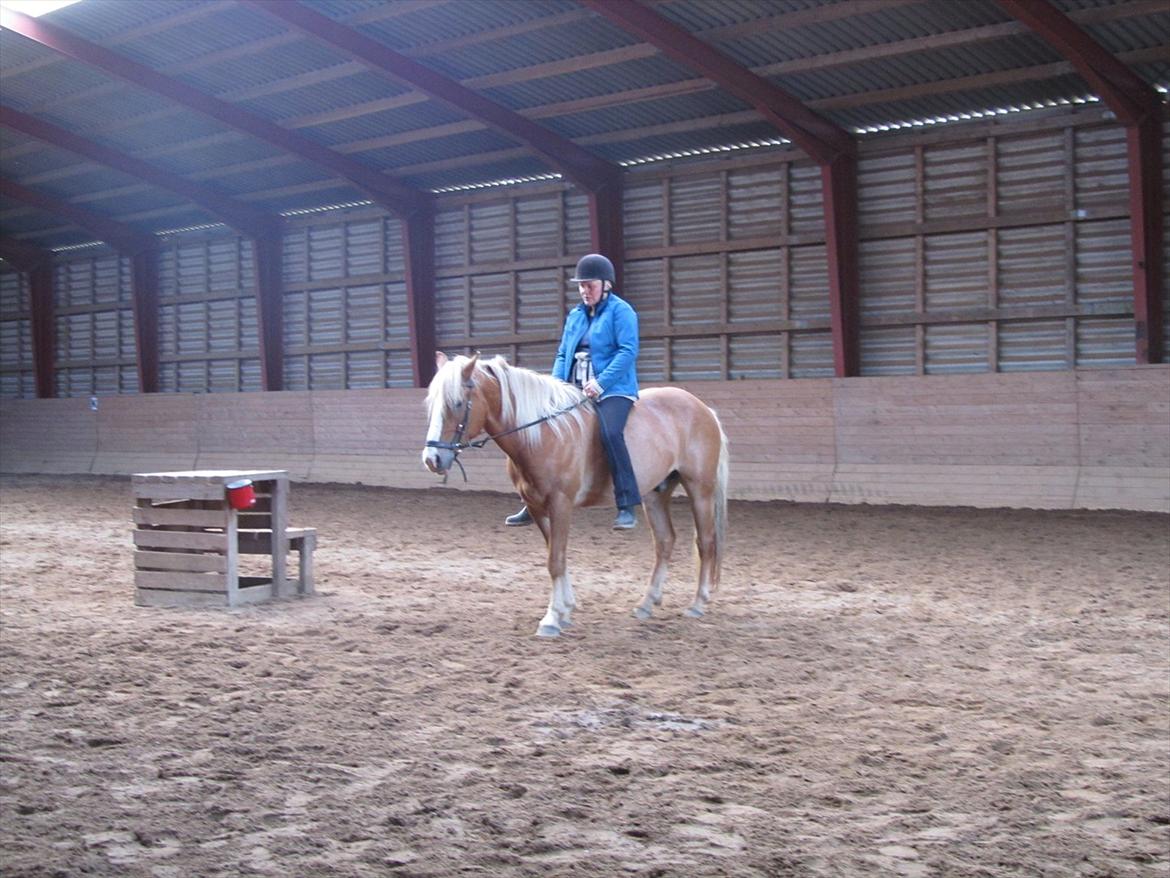 Haflinger Adonis billede 13