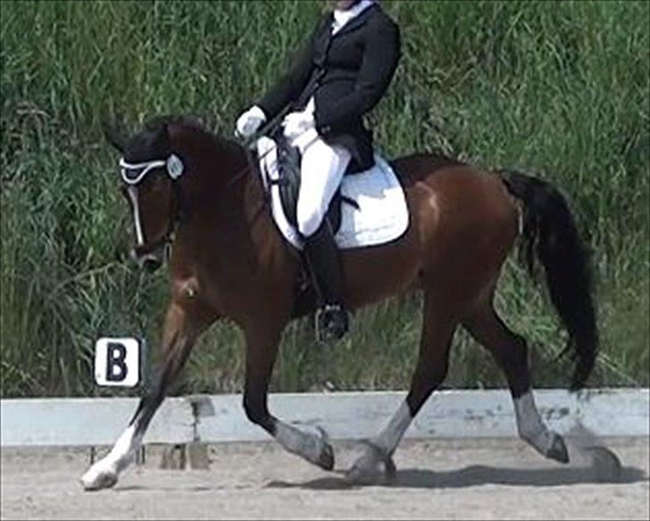 Anden særlig race ÆBLEDALENS ATHOS - Vinder af 3. afdeling af KBH-mesterskabet. Forår 2012.  billede 3