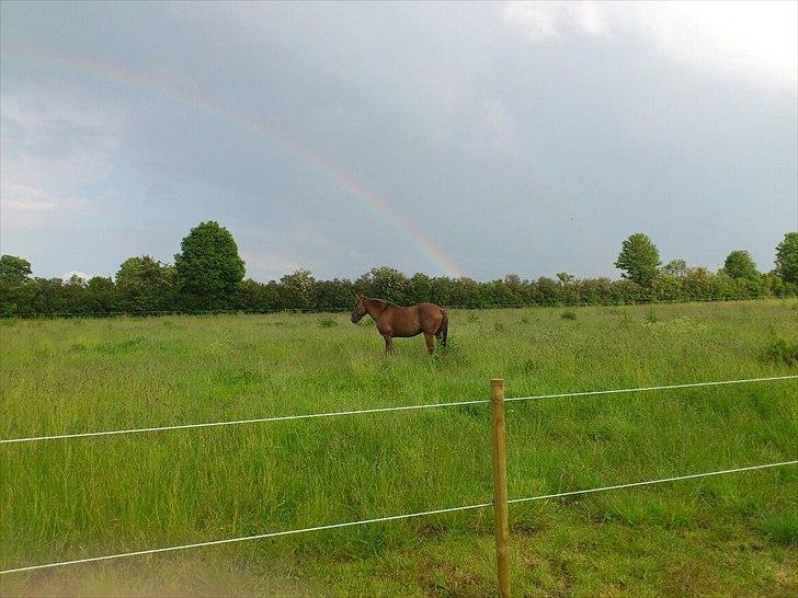 Anden særlig race Laura - "Hesten under regnbuen" ;) billede 20