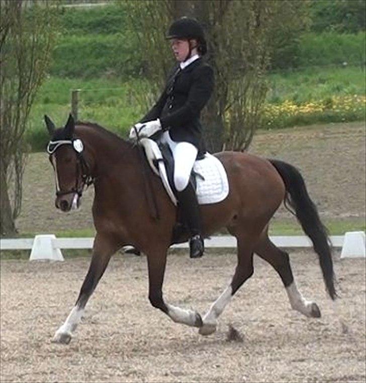 Anden særlig race ÆBLEDALENS ATHOS - Middeltrav til I.S.T Scandinavia Dressurfestival. 1. plads i LA3 og 3. plads i LA4. <3
Forår 2012. billede 8