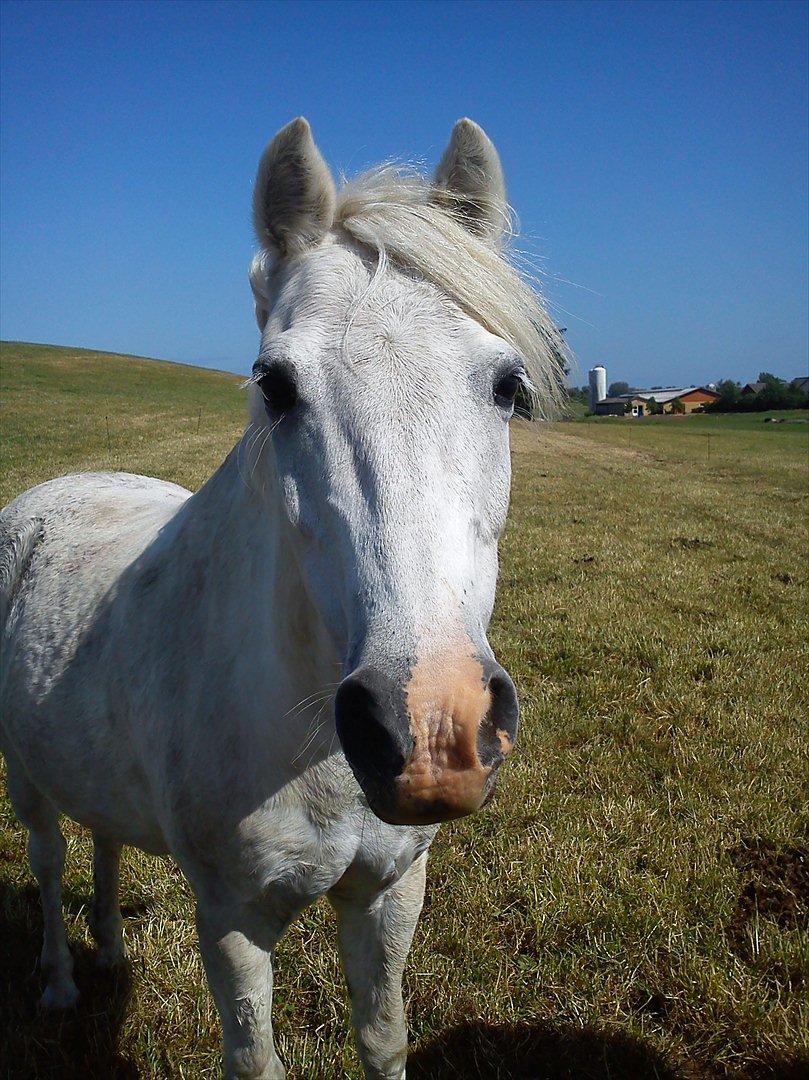Welsh Pony (sec B) Apollon - polle <3 *SAVNES* - Polle på fold! :-* billede 5