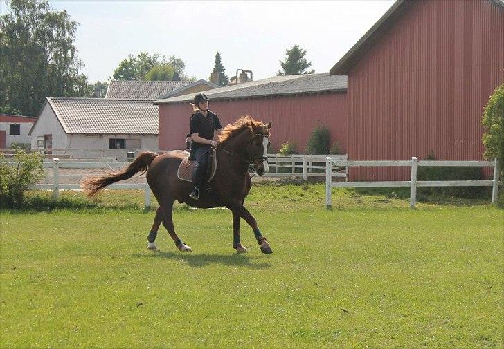 Anden særlig race Aksel<3 billede 11