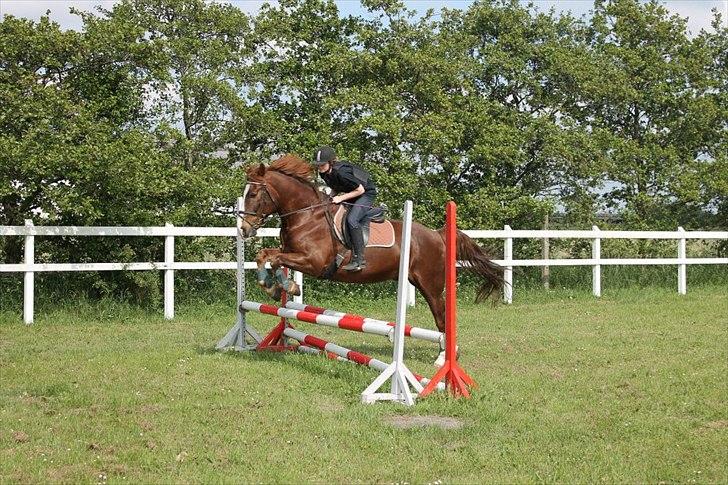 Anden særlig race Aksel<3 billede 15