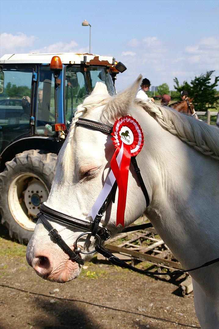 Connemara » Flying Dutchmann - 2012.
Dressurstævne. Vinder af LC2 ! Min første placering. ♥ Elsker dig himmelhøjt ! ♥ billede 12