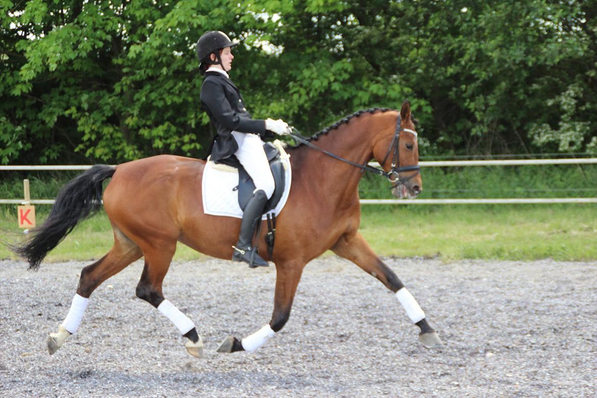 Dansk Varmblod Brainstorm billede 3