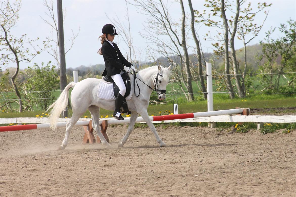 Welsh Pony af Cob-type (sec C) Bugatti - Stævne JORK 2012 billede 3