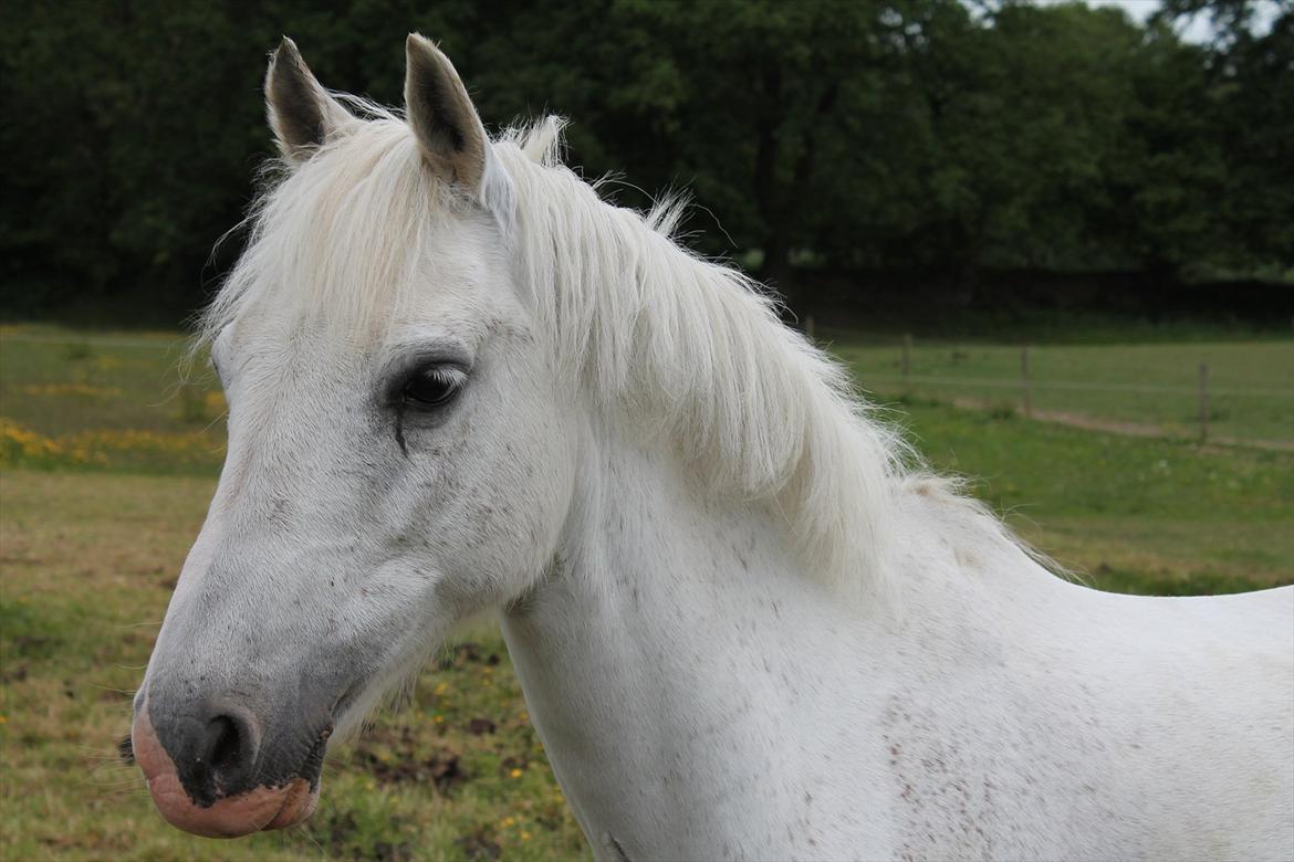 Welsh Pony af Cob-type (sec C) Bugatti billede 8