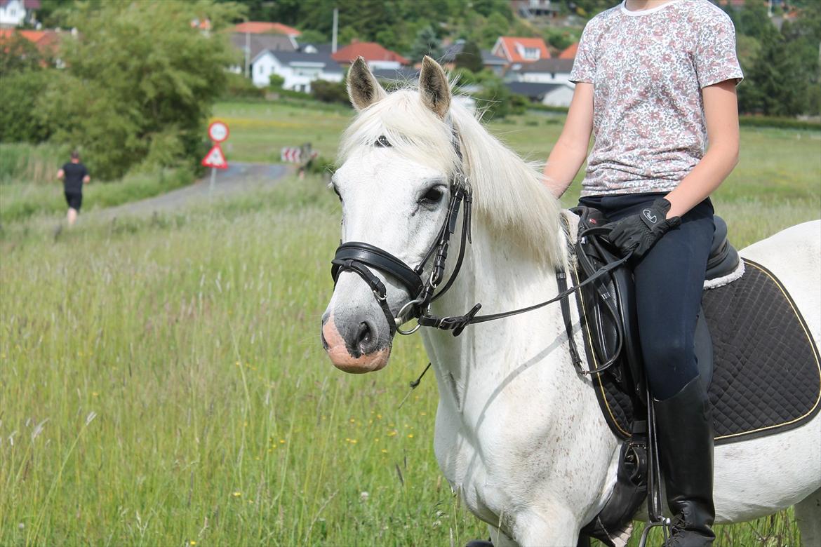 Welsh Pony af Cob-type (sec C) Bugatti billede 9