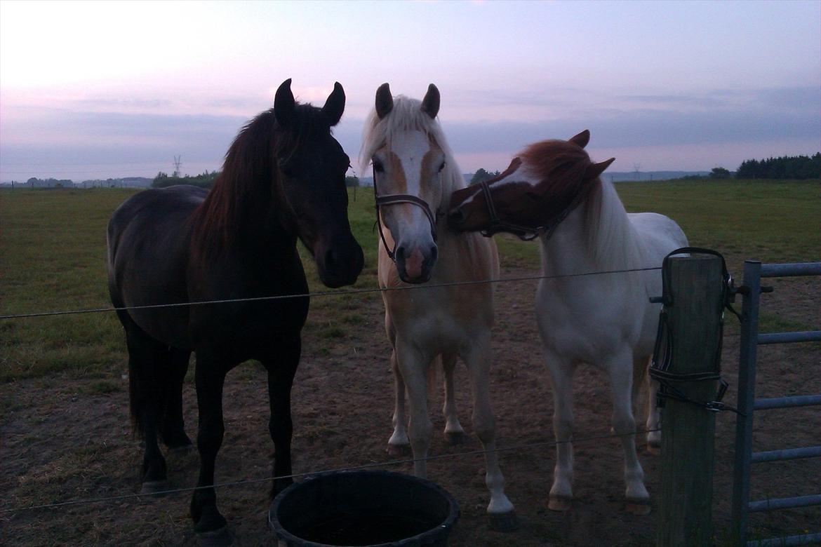 Tyroler Haflinger Anthony's Apollo - Dag 2 kom Apollo på fold med to nye legekammerater. De var alle meget glade. Næste morgen var Apollos grime væk! Han har ikke fået en ny på, men får lov at gå uden. billede 2