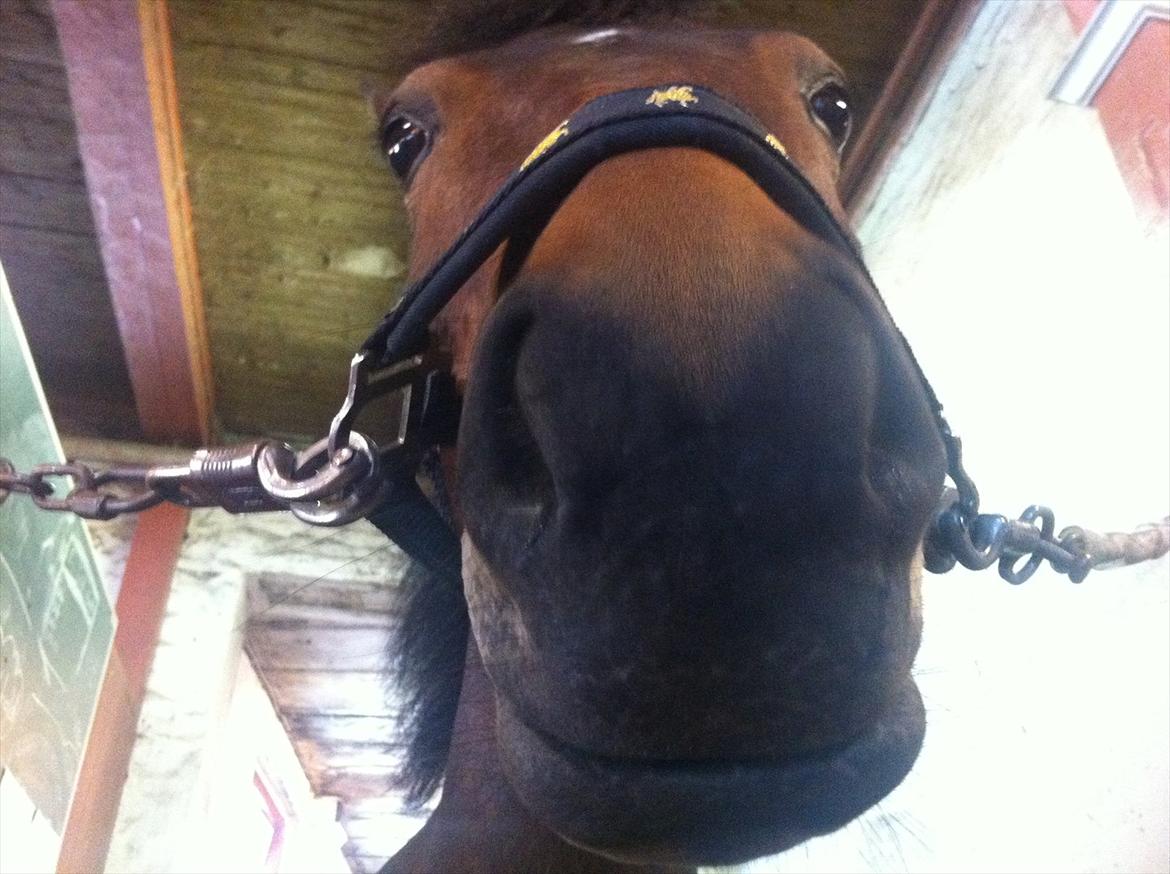 Anden særlig race Pheasant´s Quincy - stor mule<33 billede 13