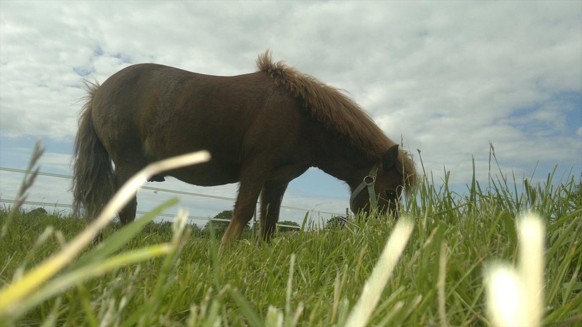 Shetlænder Coda *Troldepus* [Lånes] billede 2