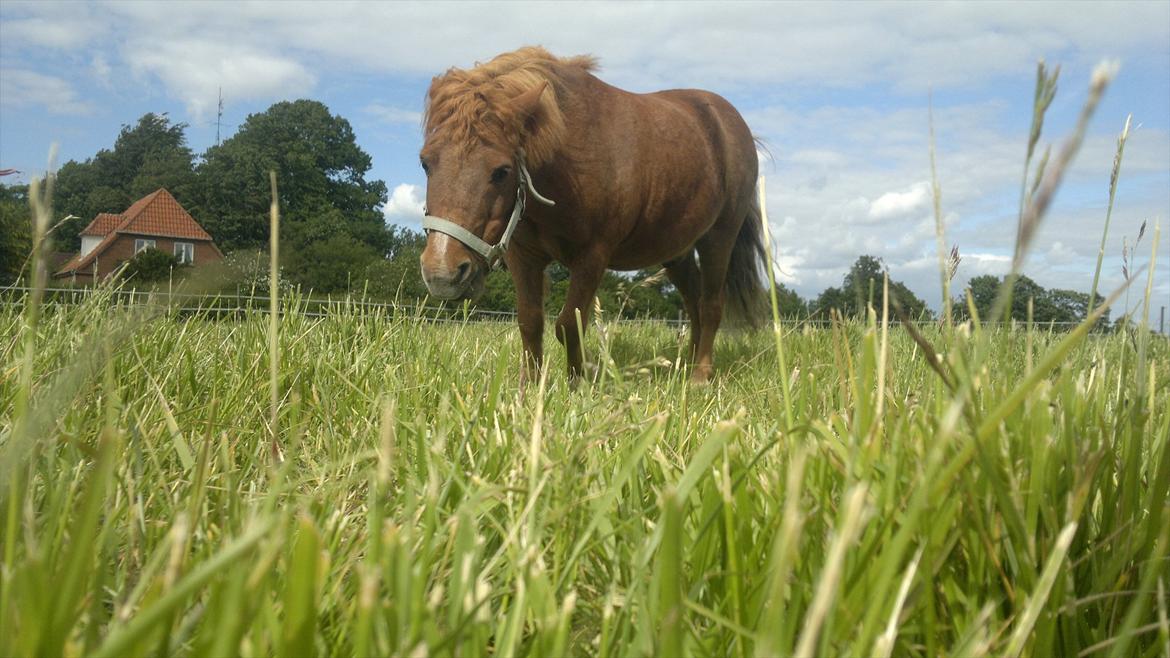 Shetlænder Coda *Troldepus* [Lånes] billede 11