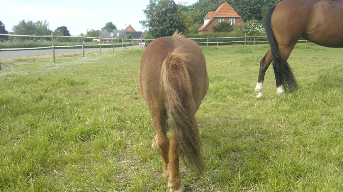Shetlænder Coda *Troldepus* [Lånes] - Når enden er god er alting godt.
Og den røv er god så alting er godt billede 20