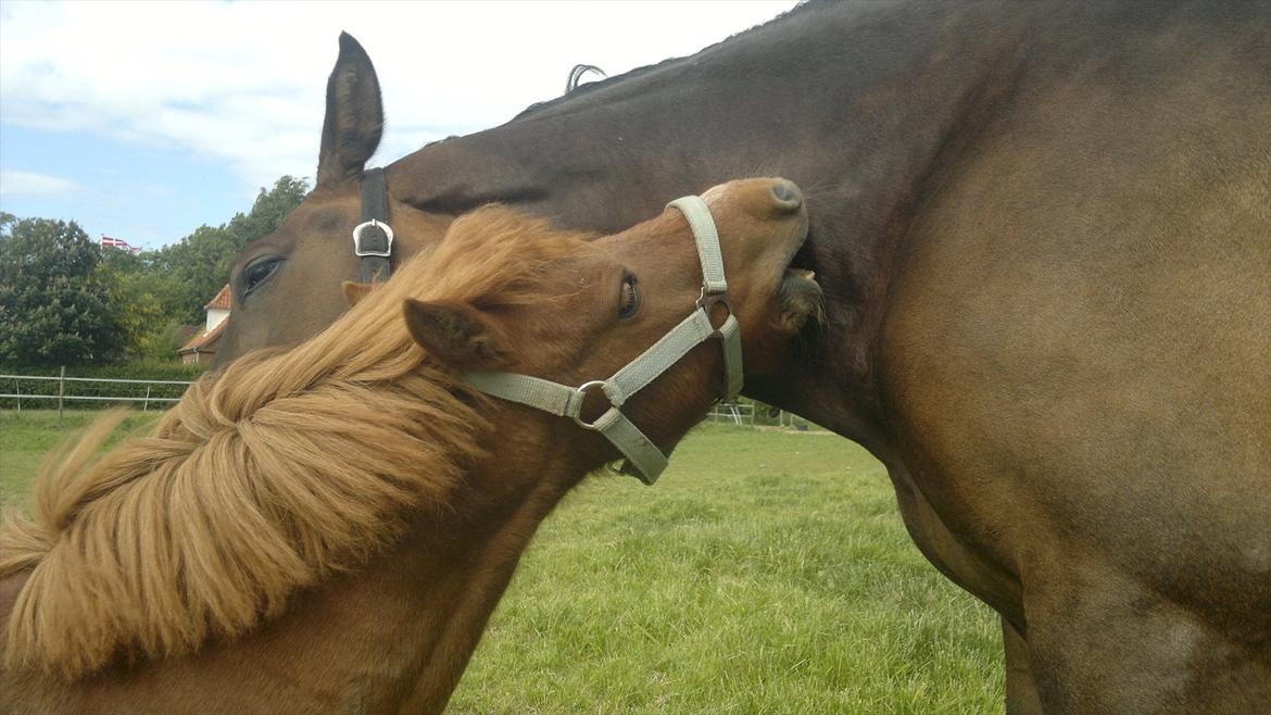 Shetlænder Coda *Troldepus* [Lånes] - Selv om man er en lille pony kan man godt gnubbe stor hest.
(remit er 170) billede 13