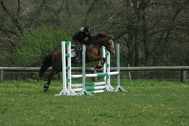 New Forest Escada  <3 himmelhest :’(  - Træning  billede 19