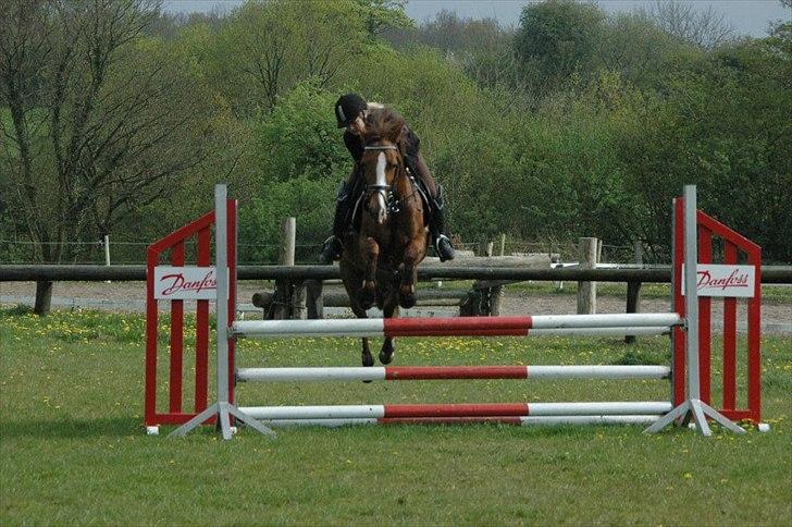New Forest Escada  <3 himmelhest :’(  - Træning billede 20