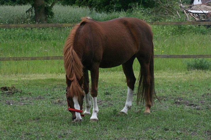 DSP Fan dango AM<3 *ikke min låne pony mere* billede 2