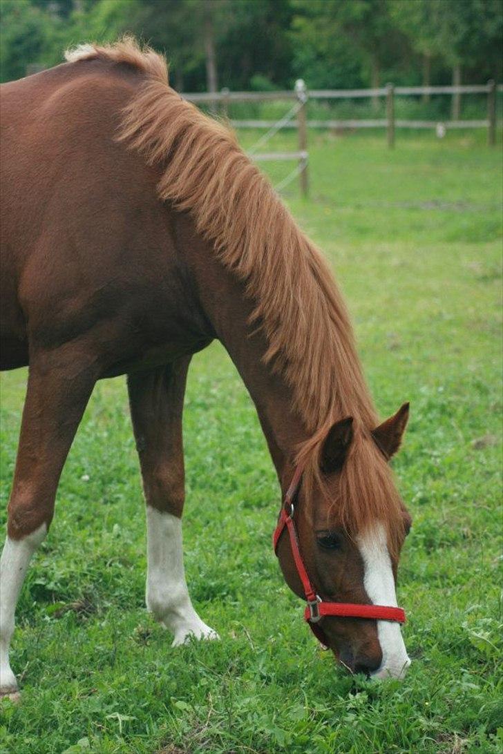 DSP Fan dango AM<3 *ikke min låne pony mere* billede 4