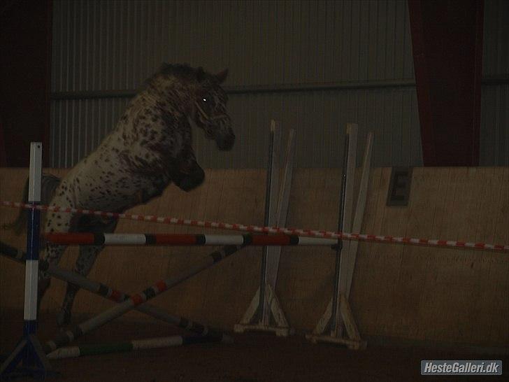 Knabstrupper Knud af Dutterup billede 7
