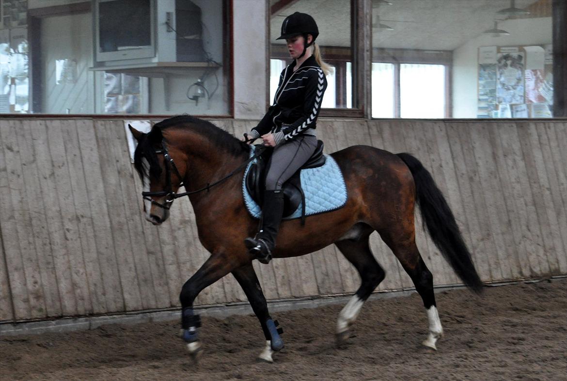 DSP Bakkegaardens Perfect Prince billede 1