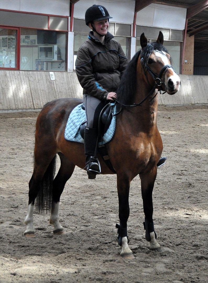 DSP Bakkegaardens Perfect Prince billede 2