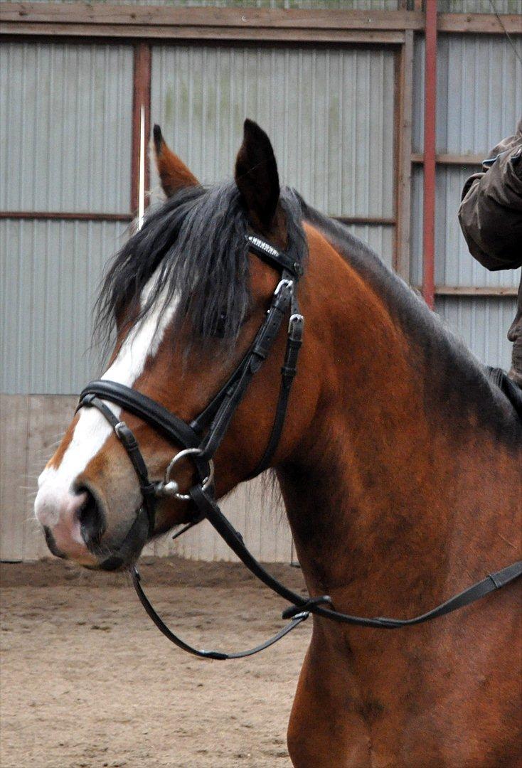 DSP Bakkegaardens Perfect Prince billede 3