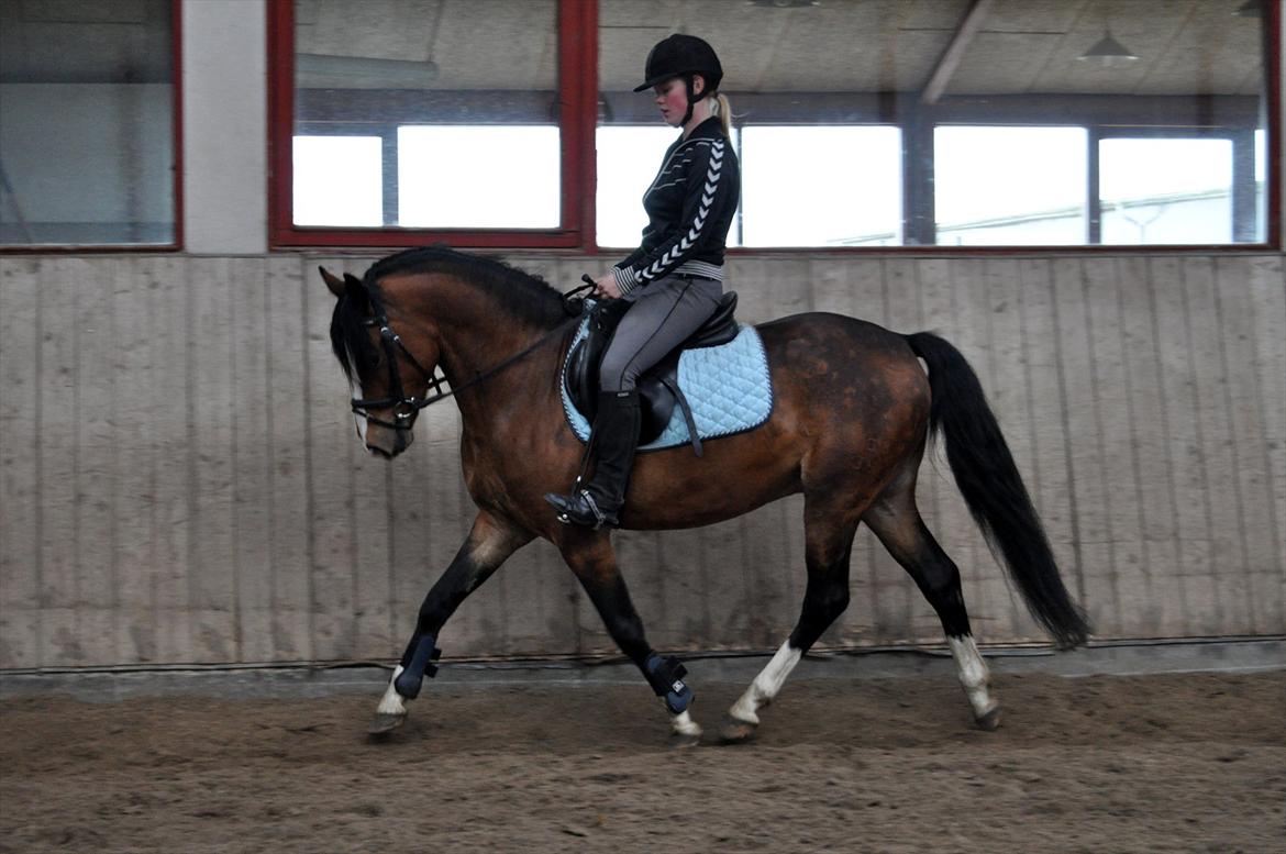 DSP Bakkegaardens Perfect Prince billede 4