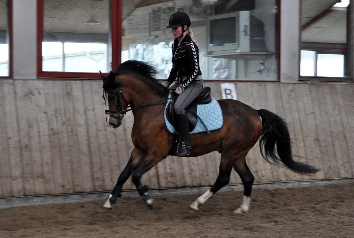 DSP Bakkegaardens Perfect Prince billede 5