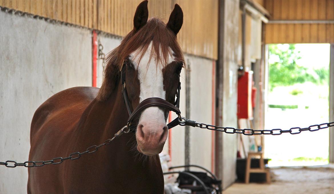 Welsh Partbred (Sec F) Rosengårdens Sodapop - Velkommen til Sodapops profil :) billede 1