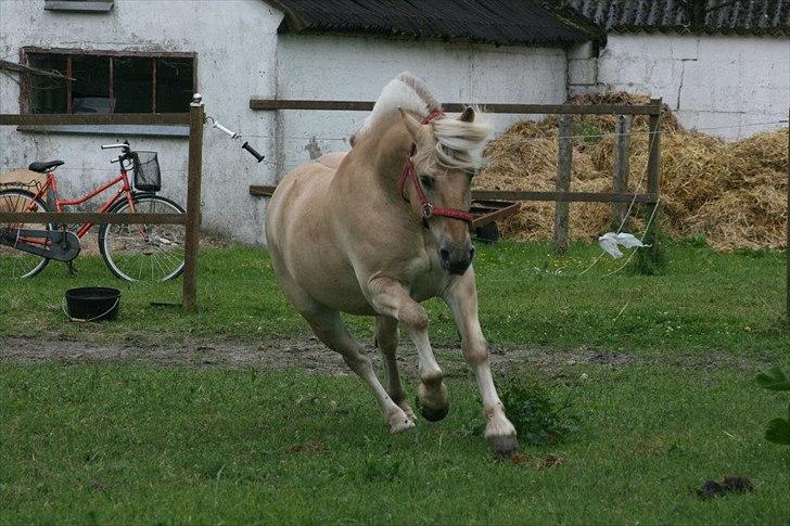 Fjordhest Max *Solgt* - velkomme til maximandens pofil ! ;-D smid gerne en kommetar!<3
NYT! + LH! billede 1