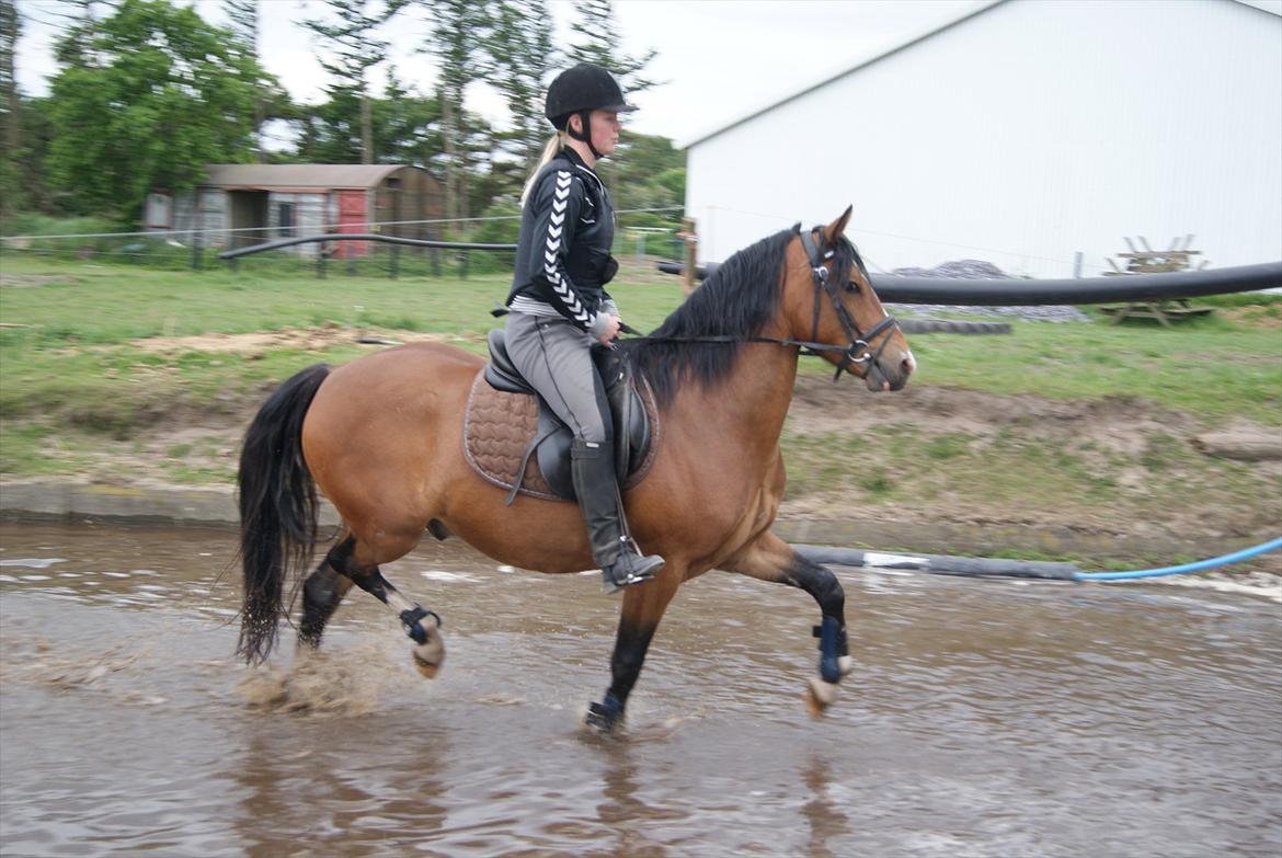 DSP Bakkegaardens Perfect Prince billede 6