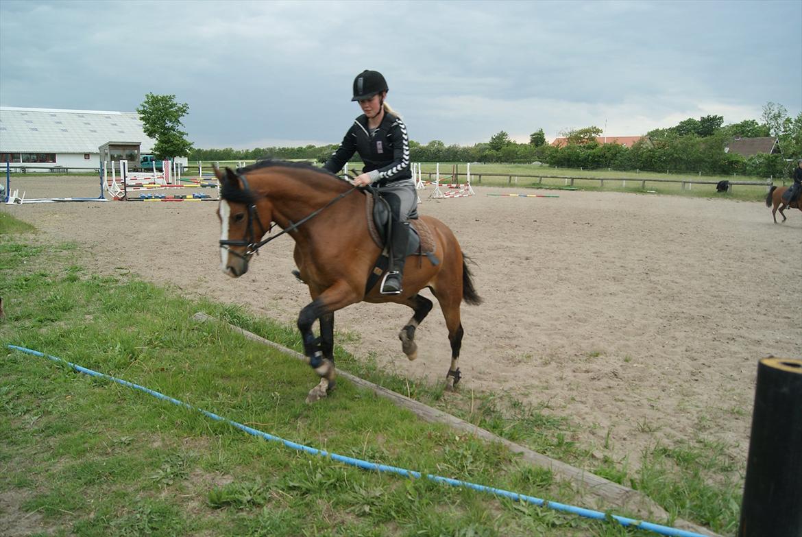 DSP Bakkegaardens Perfect Prince billede 7