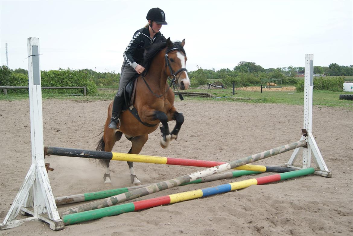 DSP Bakkegaardens Perfect Prince billede 8