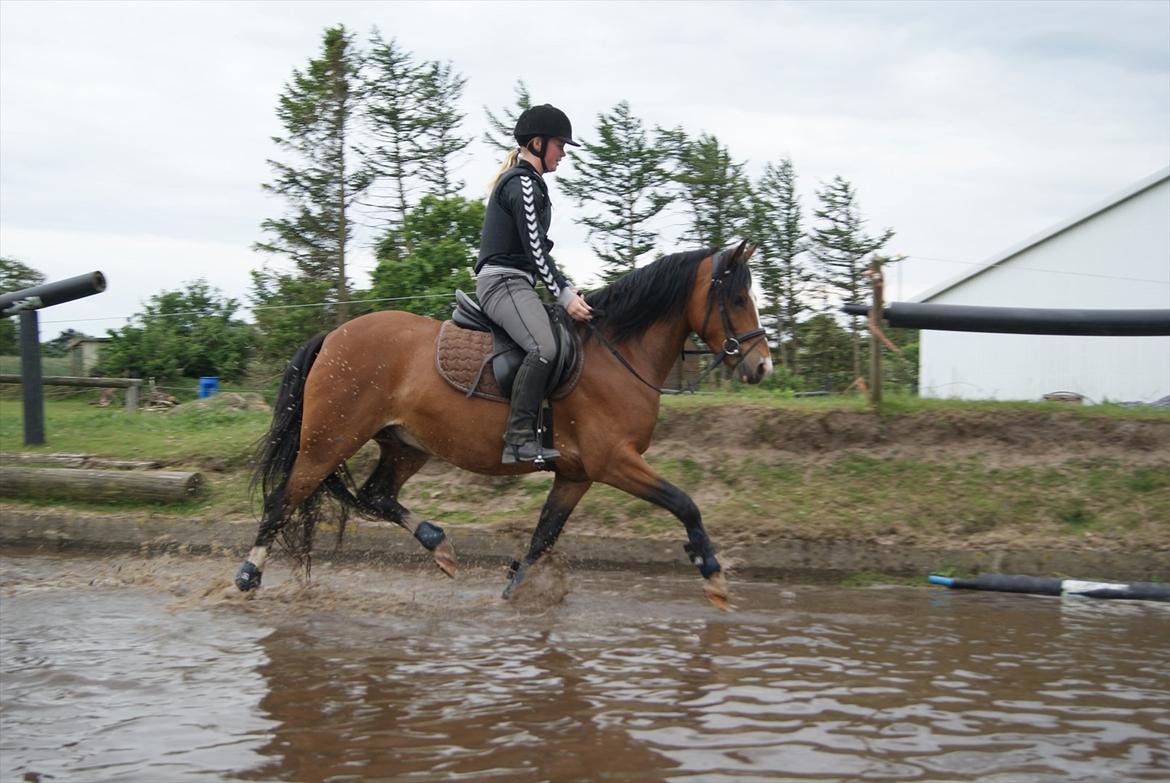 DSP Bakkegaardens Perfect Prince billede 9