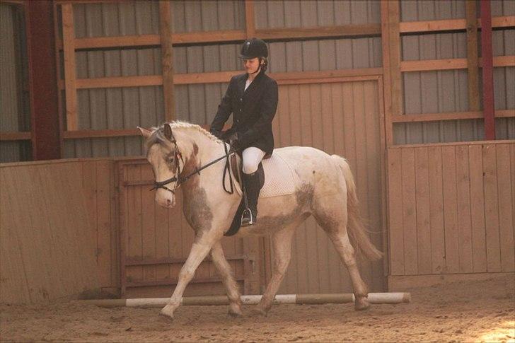 Anden særlig race MR MARTIN - Vores første dressurstævne! :-I 
  Han var en stjerne!  billede 12