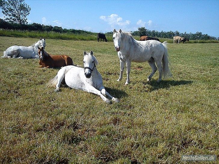 Anden særlig race Lukas<33 - Luk hygger på folden:-) billede 9