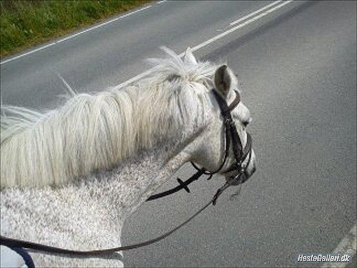 Anden særlig race Lukas<33 - På vej ned til military banen dsammen med Emilie og Apollon(-; billede 10